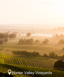 Hunter Valley Vineyards