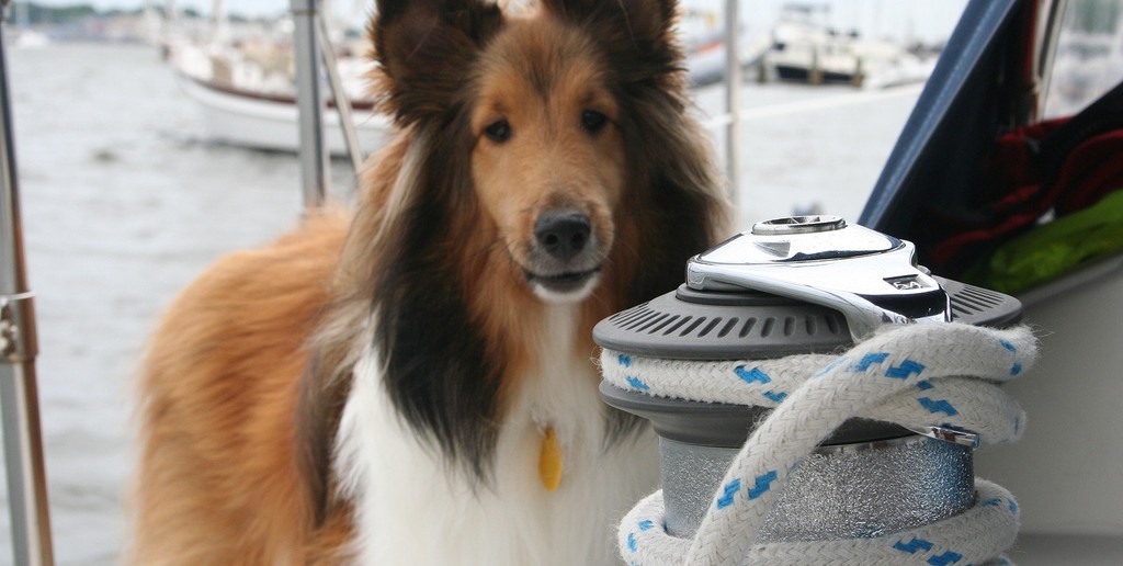 Bailey Source: Flickr@Alan-Levine