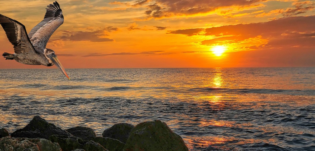 Florida - Source Flickr@Bob Jagendorf