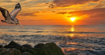 Florida - Source Flickr@Bob Jagendorf