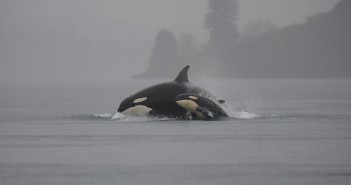 orca wildlife to spot on a cruise