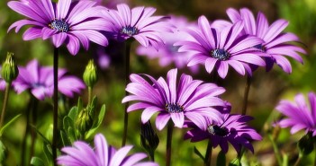 Daisies