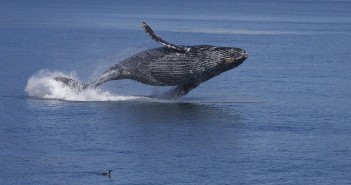 Gregory Slobirdr Smith - Whales