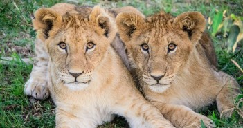 Lions - MudflapDC